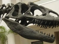 Allosaurus Skull: Some Dinosaurs Ate Rock