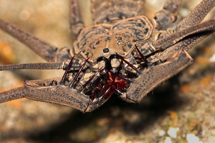 Whip Spider Amblypygi sp.