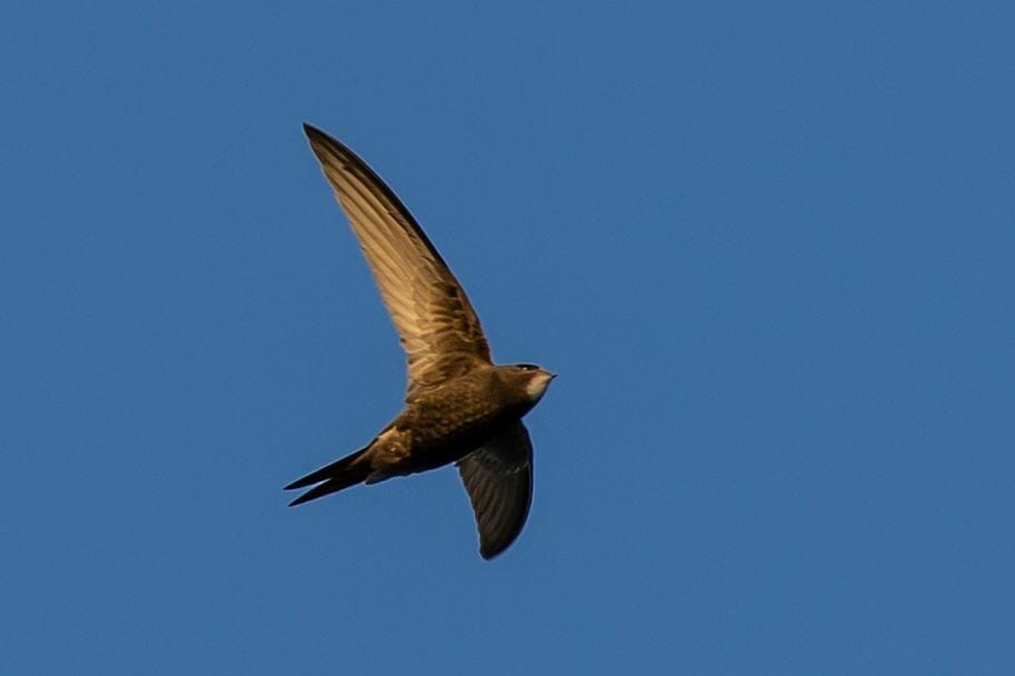 American Black Swift Or Black Swift