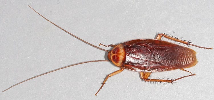 American Cockroach; Periplaneta americana