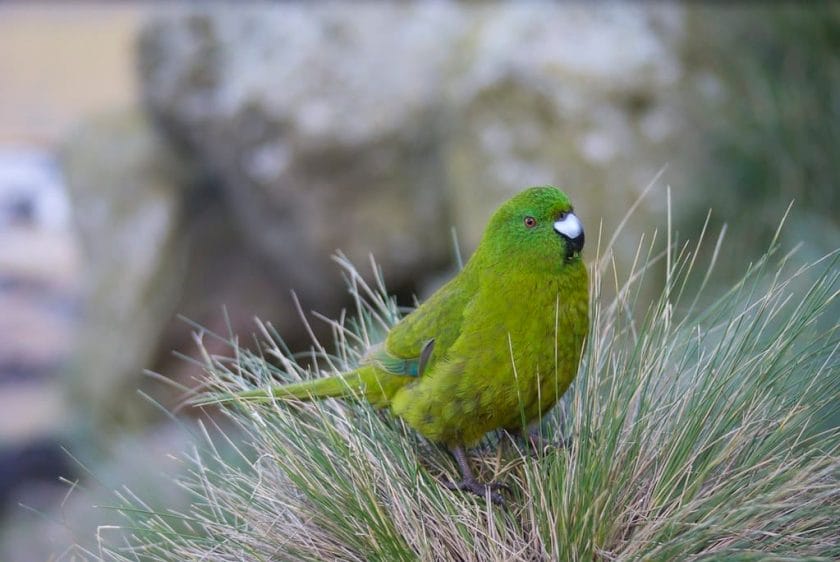 Antipodes Island Parakeet New Zealand