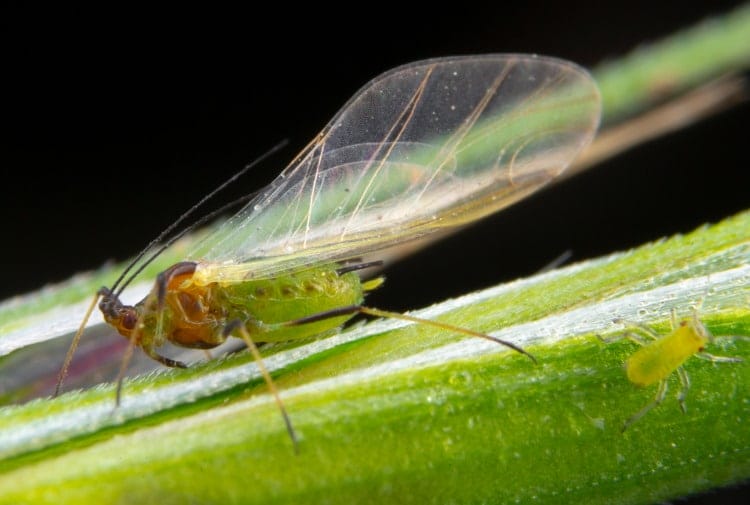 pea aphid wings