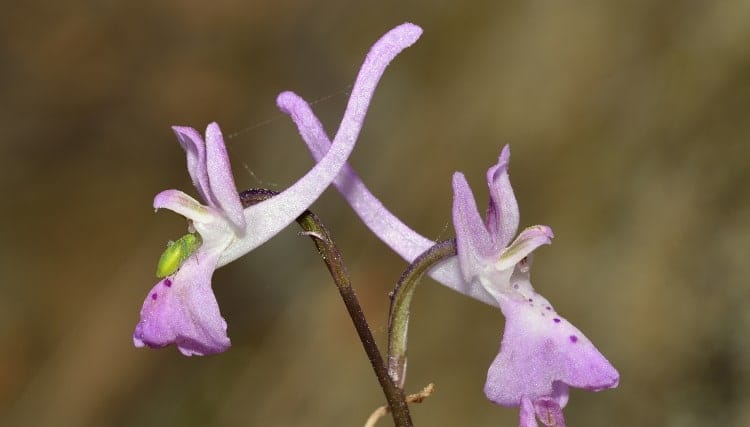 Orchidacea Orchis troodi