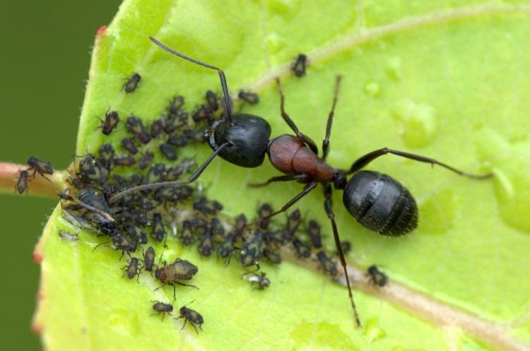 carpenter ants and aphids symbiotic relationship