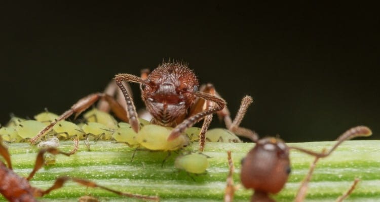 ant farming aphids