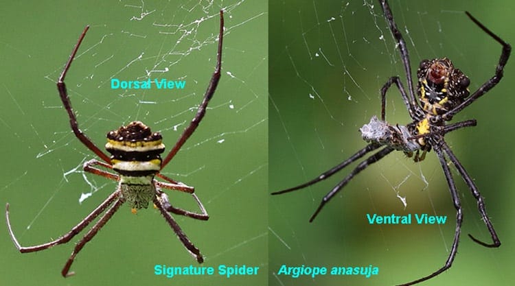 ventral and dorsal view of spider anatomy (argiope anasuja)