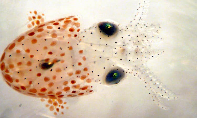 Baby cuttlefish showing the pigment sacs of chromatophores.