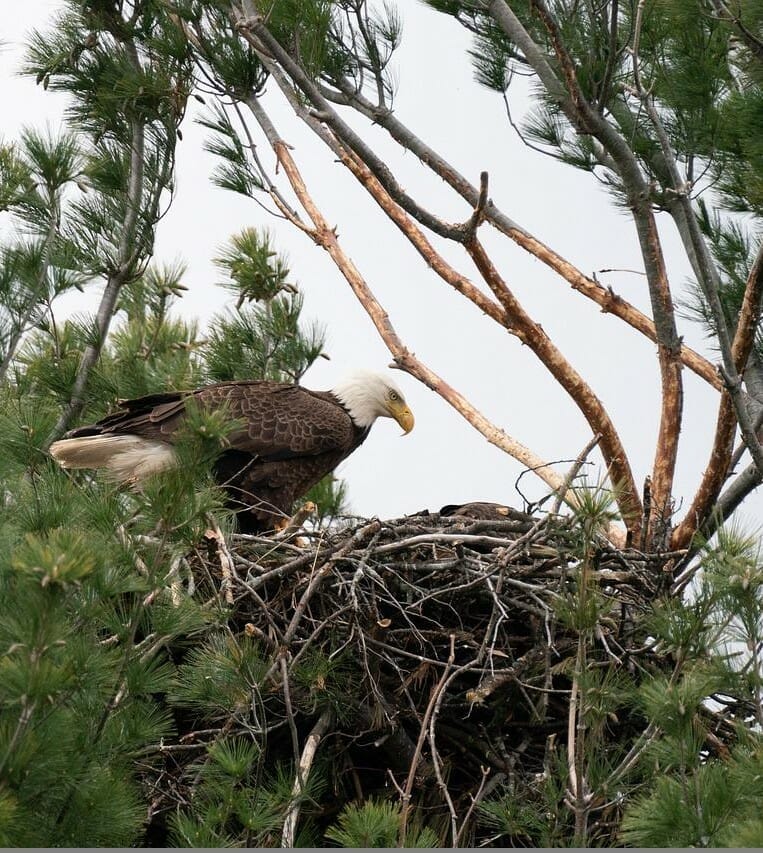 Bald-eagle-nest