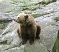 A Brown, Or Grizzly, Bear
