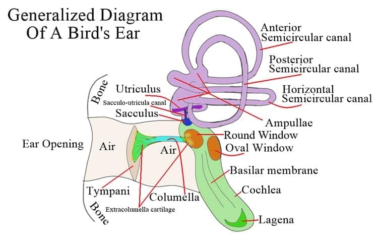 Diagram of a bird's ear.