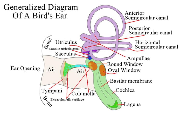 Bird ear structure
