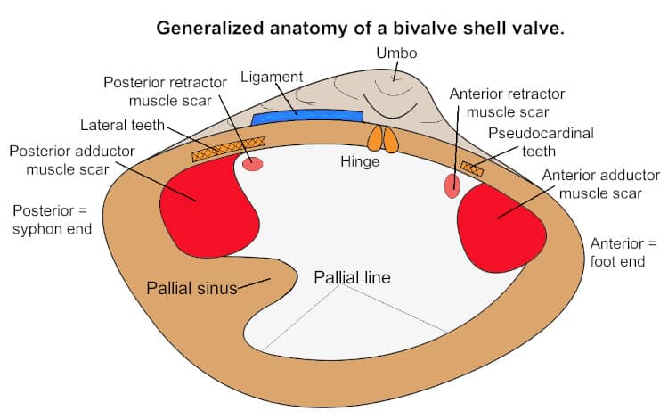 bivalve shell anatomy diagram
