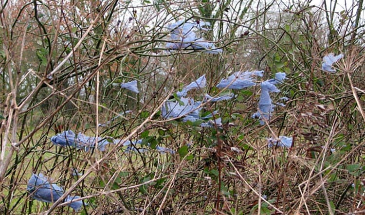 Blue plastic caught on shrubs