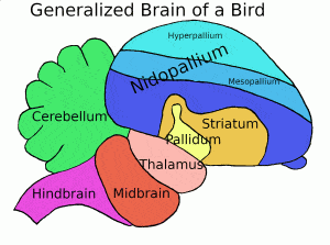 bird brain anatomy