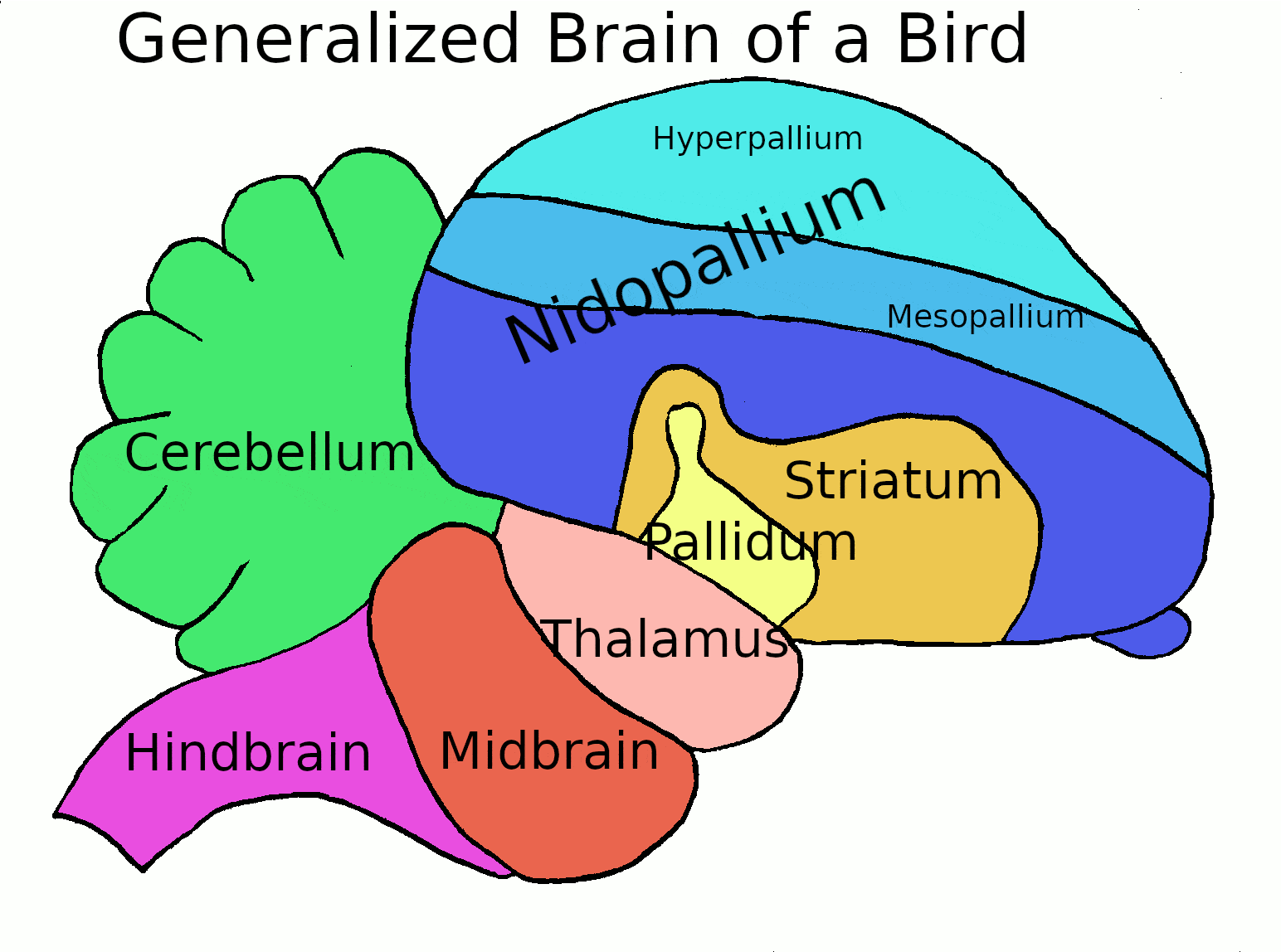 bird flight neuron brain