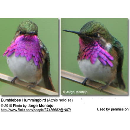 female bee hummingbird