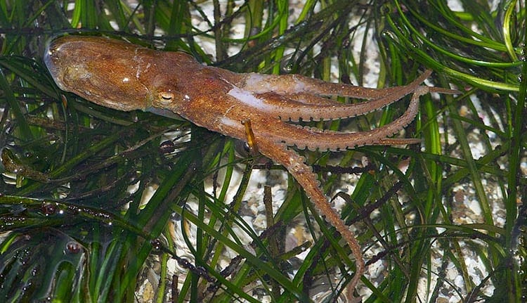 Californian Two-spot Octopus (Octopus bimaculoides)