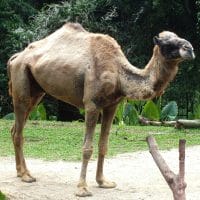 A One-Humped, Or Dromedary, Camel