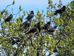 A Flock of Carrion Crows demonstrate intelligence