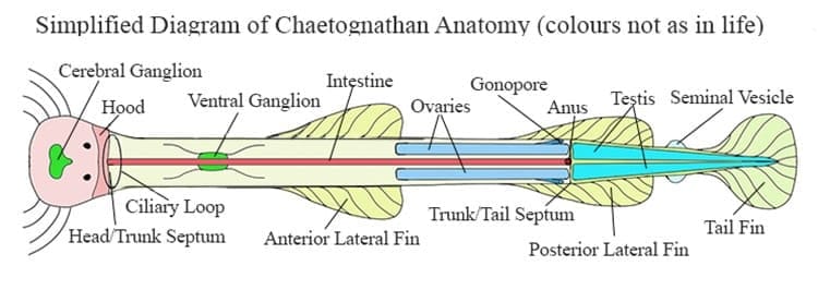 Generalized diagram of Chaetognathan anatomy.