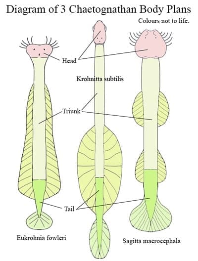 Diagram of 3 different Chaetognathan body plans.