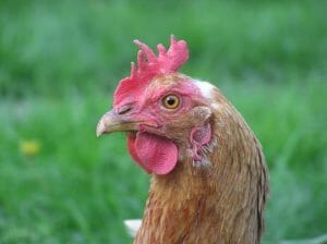 The Domestic Chicken Everything Eats Chickens