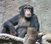 A Thoughtful Chimpanzee