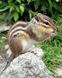 Chipmunk Eating On A Rock Chipmunks Have Many Natural Enemies