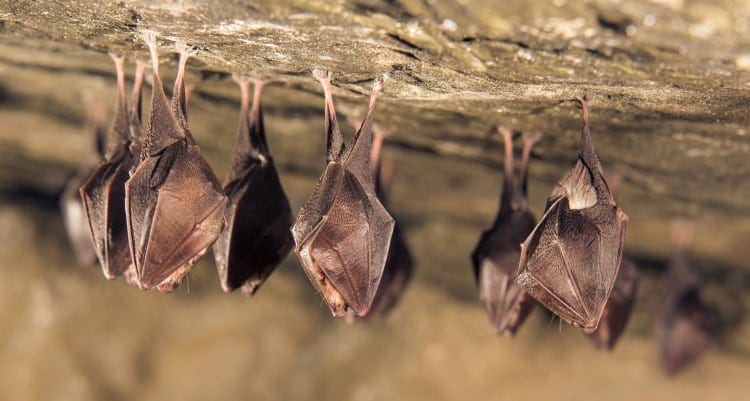 Microchiroptera horseshoe bat