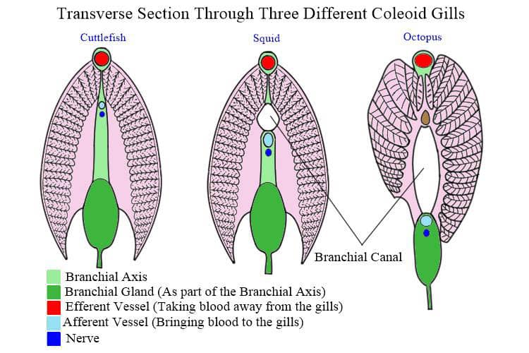 Tranverse sections through 3 coleoid gills