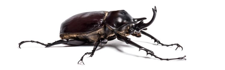 Coleoptera Megasoma actaeon