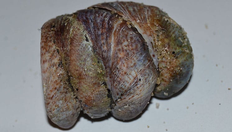Gastropod reproduction stacking in Crepidula fornicata