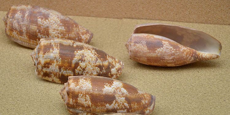 Shells of Conus geographus