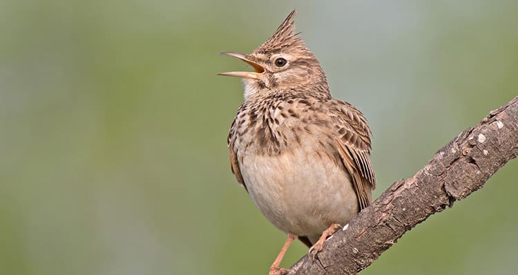 Bird Ears Explained How Birds Hear