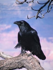 A Vigilant Crow