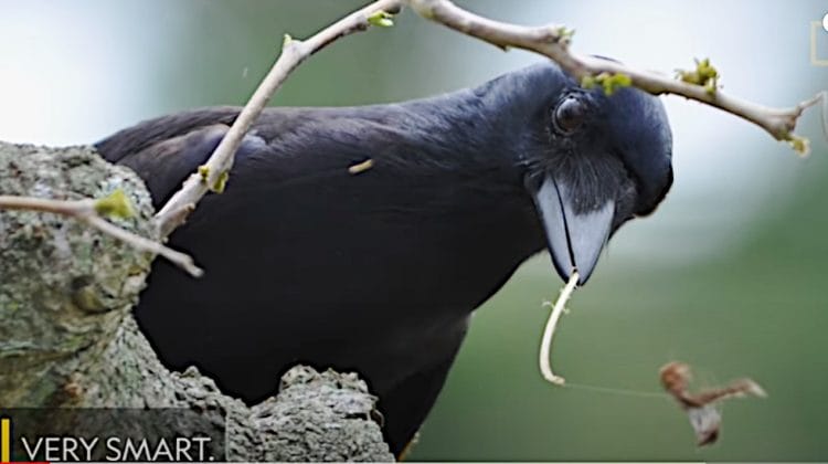 Crow using tool intelligently