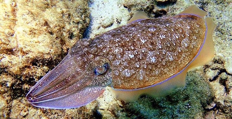 A Live Cuttlefish