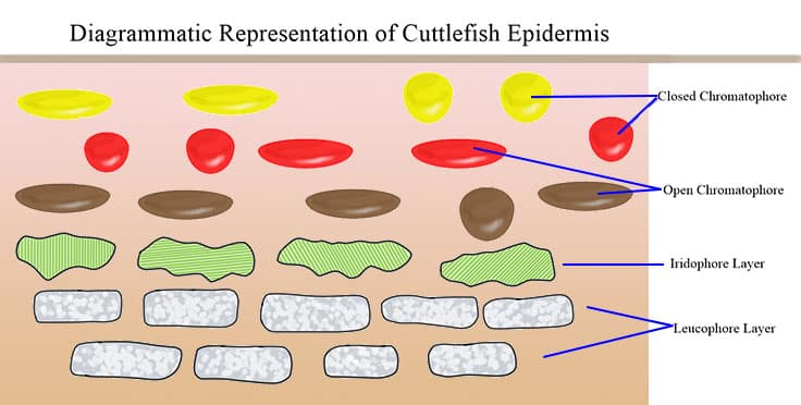 Diagram of the colour producing aspects of cuttlefish epidermis.