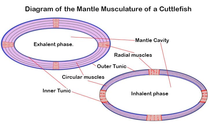 A representative diagram of the mantle musculature of a coleoi cephalopod.