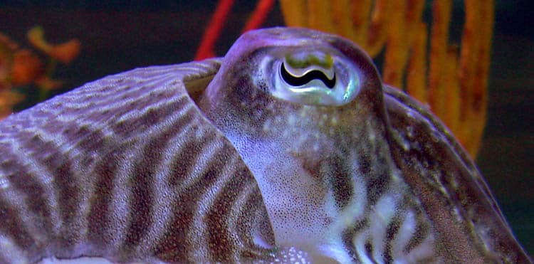 Cuttlefish head, showing the eye and W-pupil..
