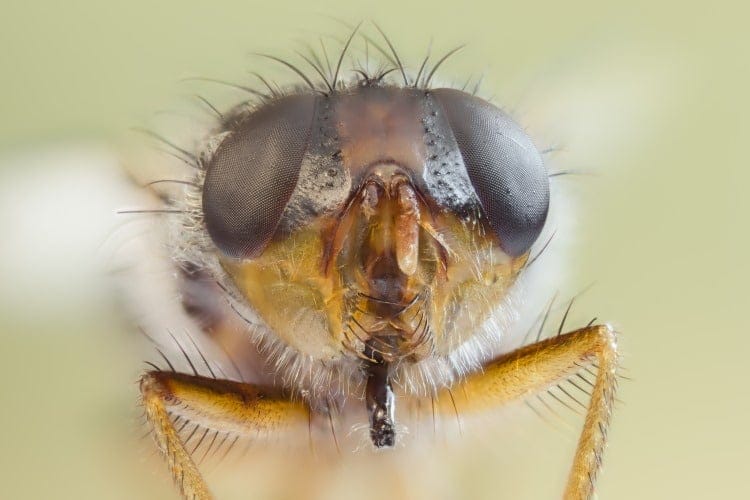 lesser house fly Fannia canicularis