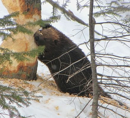 No, The Beaver Is Not EATING The Tree. Photo: D. Gordon E. Robertson