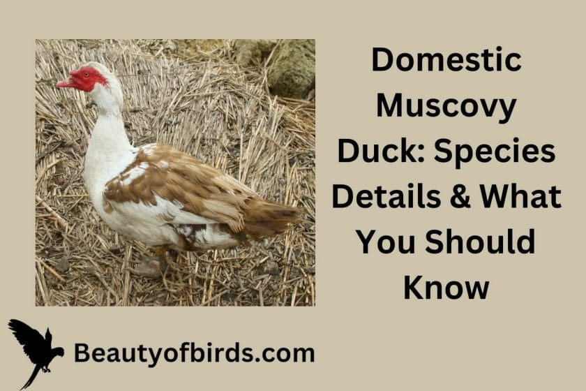 Domestic Muscovy Duck: Species Details & What You Should Know