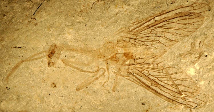 Fossil Raphidioptera