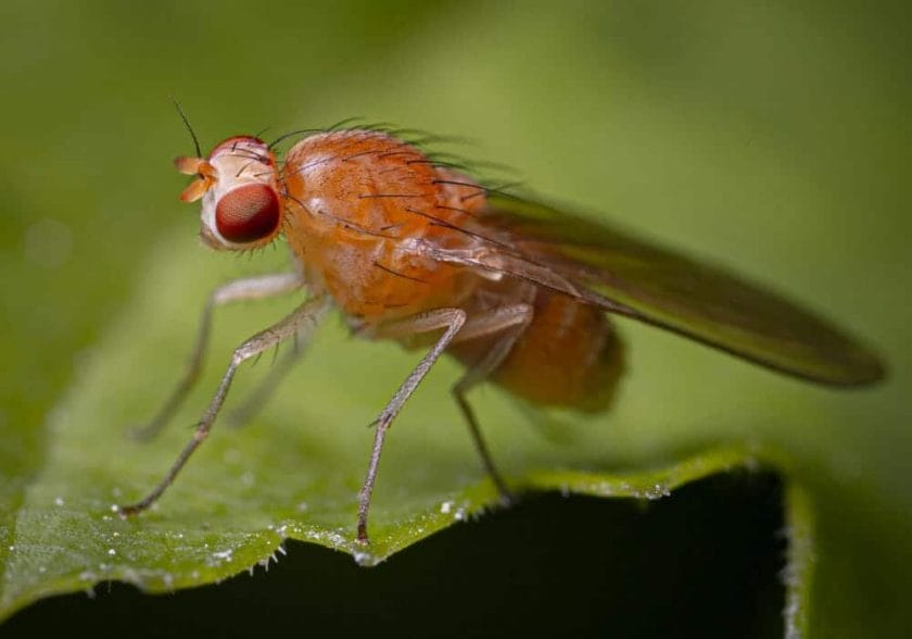 Fruit fly on a leaf