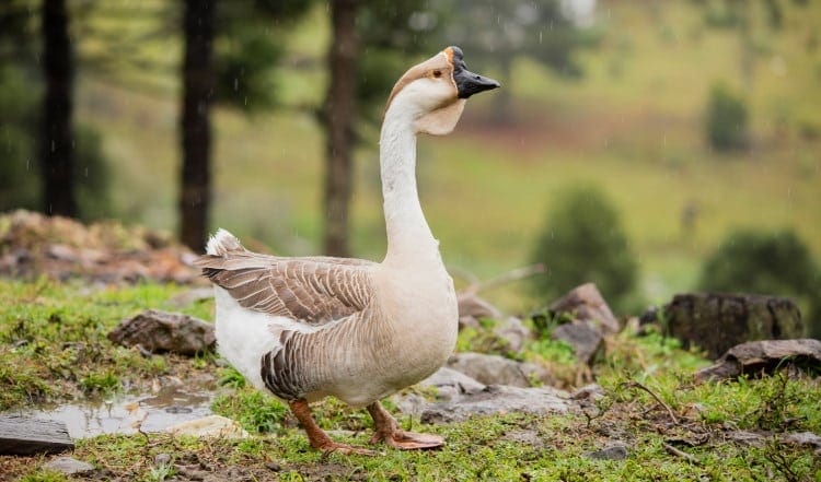 Chinese geese