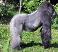 An Adult Silverback Gorilla