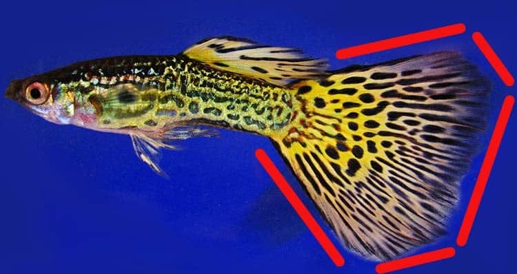 Fish Fins 101: The Caudal, Pectoral & Other Types Of Fin Explained