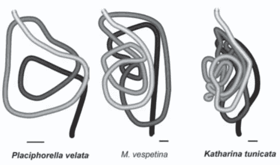 Diagram of gut coiling from three chitons