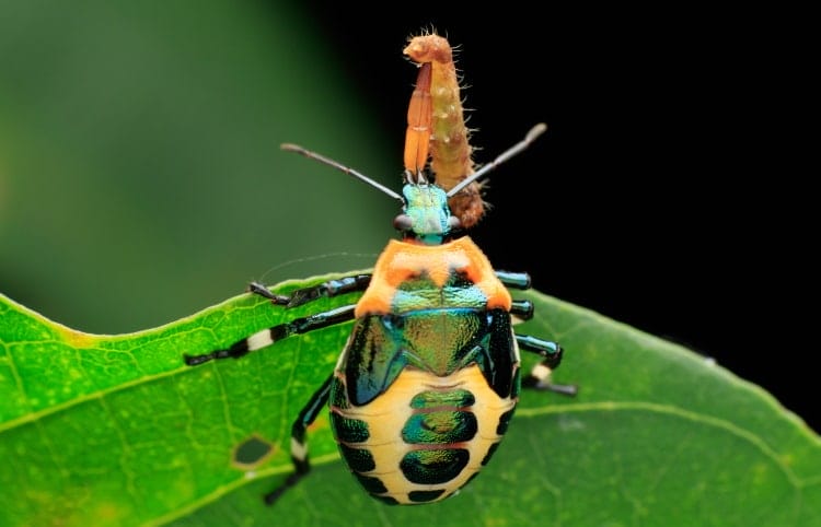 Hemiptera Stinkbug nymph